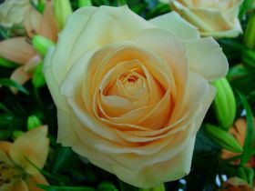 DSCN0049.JPG